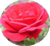 web.rose, rund und leuchtend.gif