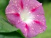 blommanrosa.jpg