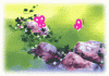 schmetterlinge.gif
