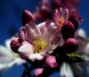 blÃ¼te.jpg