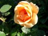kleinerose.jpg