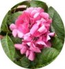 web. hortensie, rund.jpg