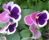 web. zwei rosa-violette stiefmÃ¼tterchen.jpg