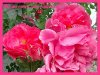 rosarium_uetersen2.jpg
