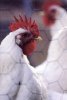 huhn.jpg