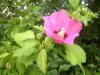 web. erste hibiscus-blÃ¼te.jpg