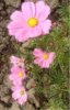 web.cosmea, senkrecht, mittelgroÃŸ.jpg