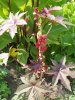 blumen 003-k.jpg