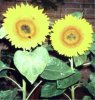 web. zwei sonnenblumen, groÃŸ.jpg