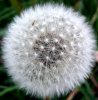 pusteblume.jpg