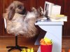 hase computer.jpg