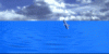 delphinespingen echt sÃ¼ÃŸ.gif