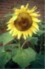 web. einzelne sonnenblume, mittelgro0ÃŸ.jpg