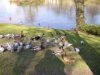 web. enten am schwanensee.jpg