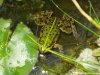 p1010026frosch.jpg