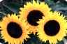 web. drei sonnenblumen.jpg