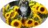 web. kira in sonnenblumen.gif