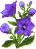 blaue glockenblume.gif