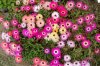 mittagsblumen.jpg