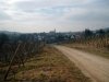 1weilerer weinberge 1.jpg