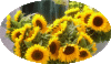 web. sonnenblumen vom kirchplatz, groÃŸ.gif