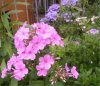 web. phlox und hortensien, groÃŸ.jpg