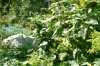 garten0.jpg