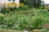 gartenjuno.jpg