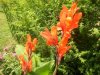 web.canna 008.jpg