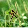 zebraspinne.jpg