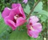 web. zwei hibiscusblÃ¼ten.jpg