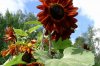 rotesonnenblumen.jpg