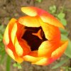 Tulpen 0123 400X400.jpg