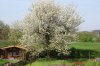 kirschbaum in blÃ¼te 4.jpg