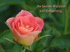 rose.jpg