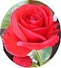 Web[1]. Rose, oval, klein.jpg