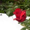 Rose mit Fliege  044 450X450.jpg