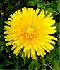 BLUMEN Dahlie.jpg