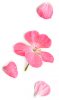 BLUMEN Geraniumbluete.jpg