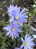 Anemone.blanda.jpg