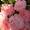 Rosen b 309 350X350.jpg