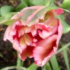 Tulpe 035 400X400.jpg