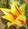 Tulpe 037 388X400.jpg