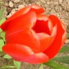 Tulpe 047 400X400.jpg