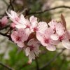 BLUMEN PflaumenblÃ¼te.jpg