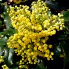 Ilex 002 400X400.jpg