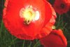Mohnblumen 124 600X402.jpg