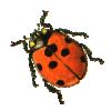 marienkaefer.gif