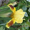 Iris 004 600X600.jpg