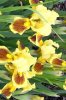 Iris 012 600X400.jpg